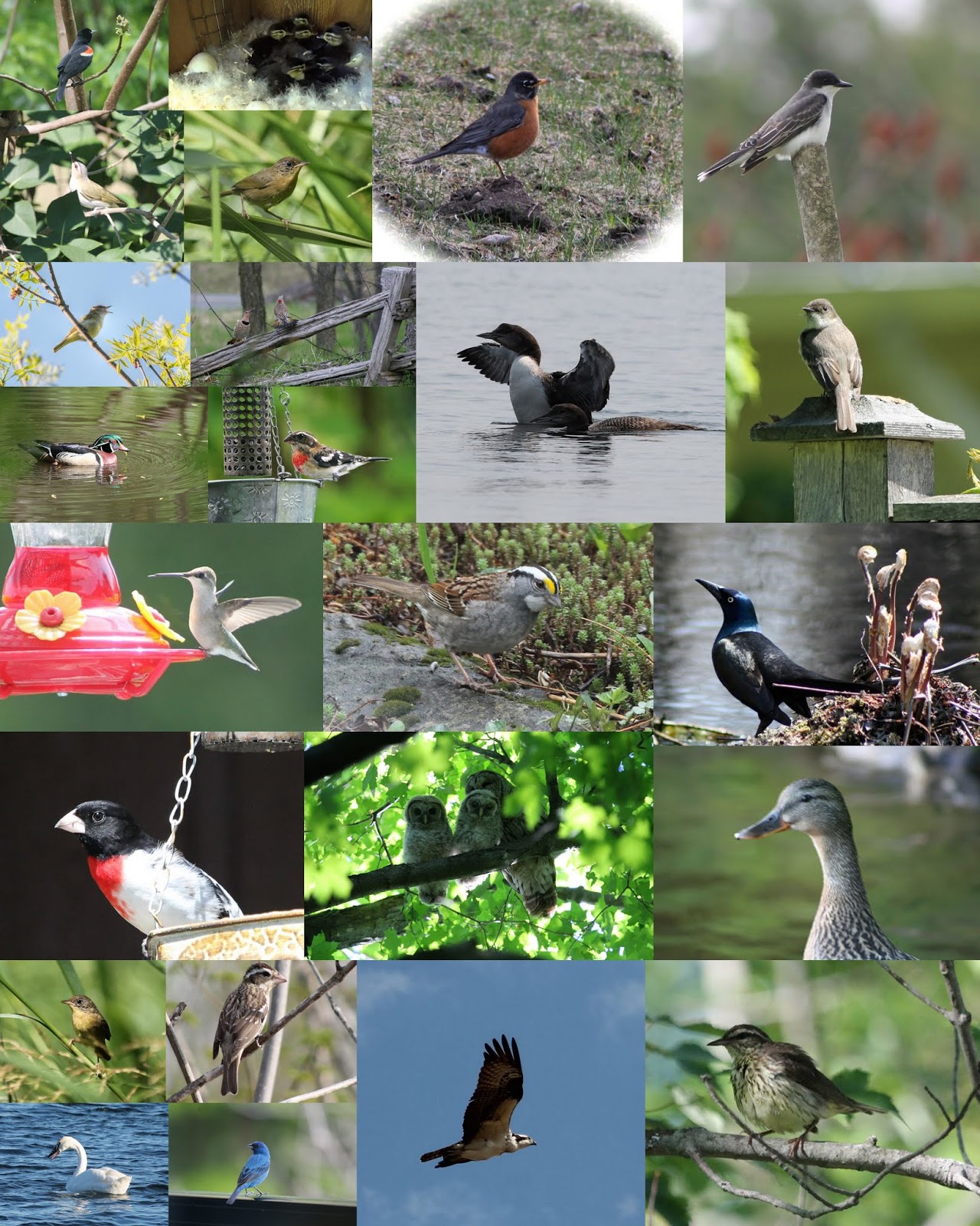 Birds of the Cottage Country